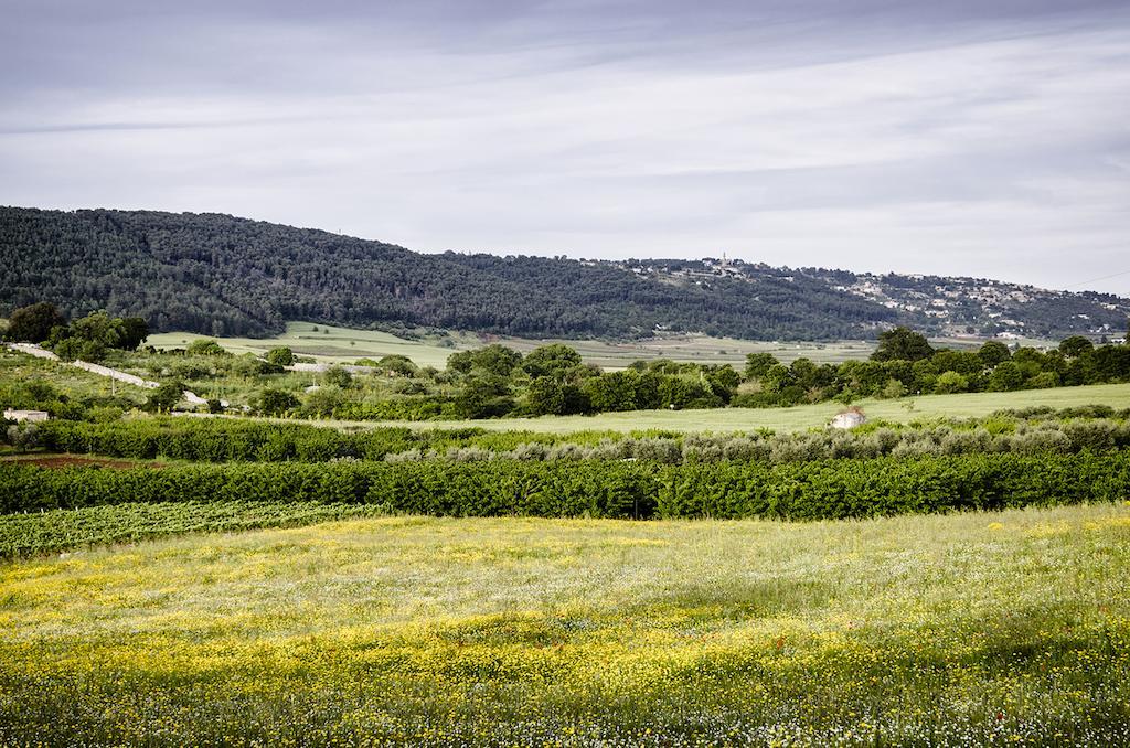 ألبيروبيللو Masseria Mazzalorsa المظهر الخارجي الصورة