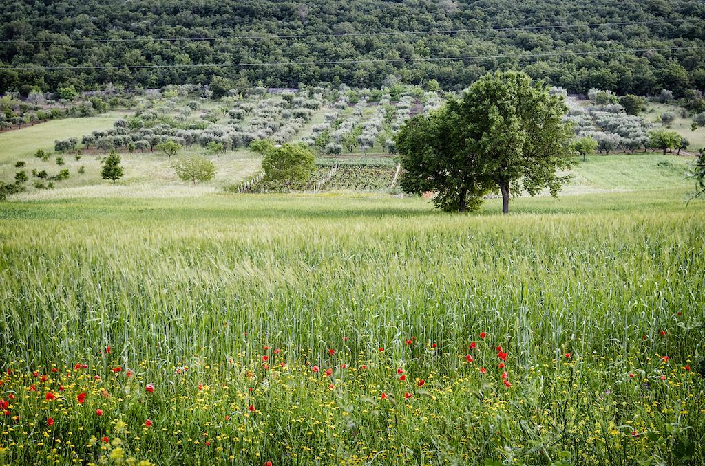 ألبيروبيللو Masseria Mazzalorsa المظهر الخارجي الصورة